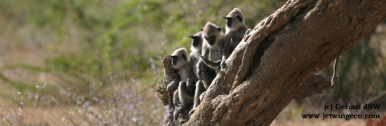 040_Hanuman_Langur_Yala_2004_07_am_3(1)