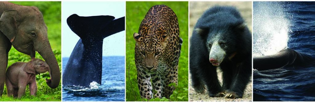 Big Five Animals of Sri Lanka