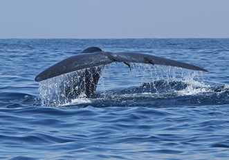 Blue Whales in Sri Lanka