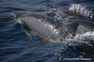 Dolphn Watching in Sri Lanka 09 (1)