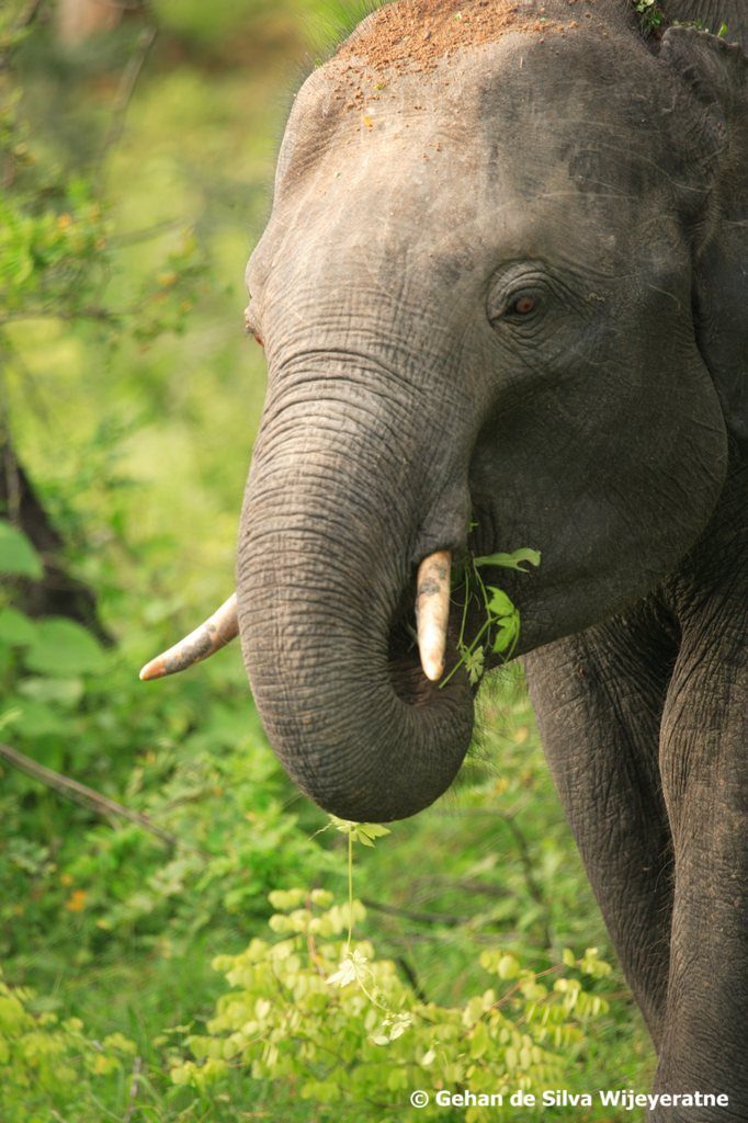 Sri Lanka Elephants