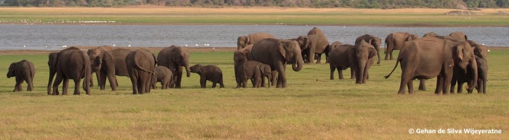 Herd of Elephants in Sri Lanka