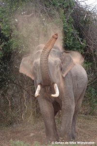 Sri Lanka Elephants(4)