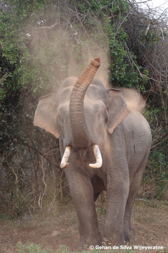 Tusker, Sri Lanka