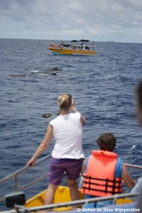 Sri Lanka Sperm Whale 119 ©Gehan dSW(1)