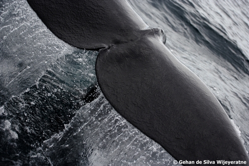 Sri Lanka Sperm Whale 80 ©Gehan dSW(1)