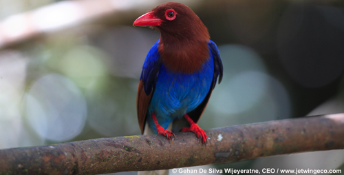 Beautiful Bird in Sinharaja Rain Forest