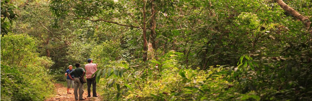 Jungle Trekking in Sri Lanka