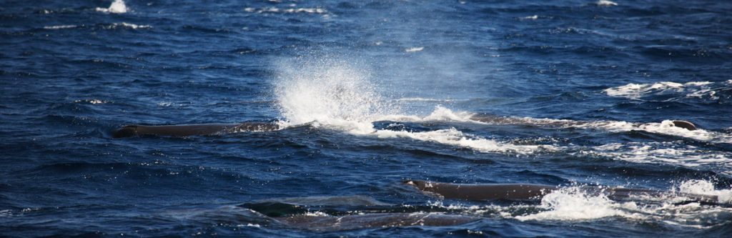 Whales in Mirissa