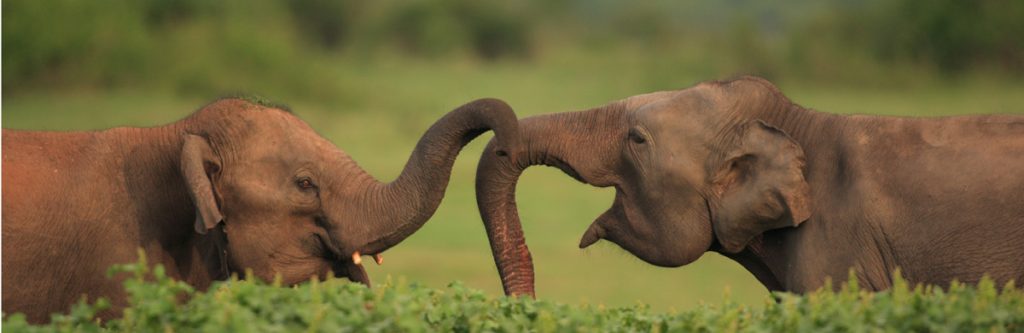 Elephant Safari, Sri Lanka