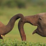 Elephant Safari, Sri Lanka