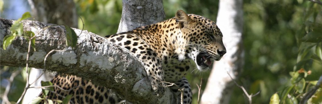 Leopards Island, Sri Lanka