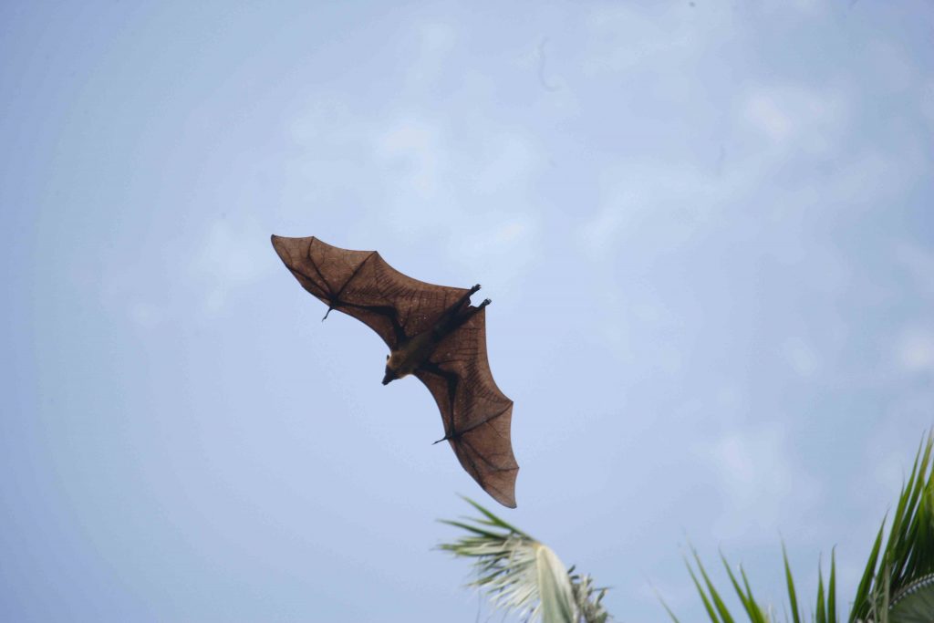 Indian Flying Fox, Sri Lanka