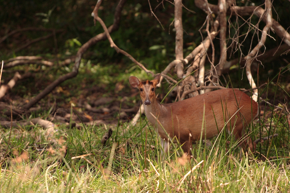 Deer in Wilpattu National Park, Sri Lanka