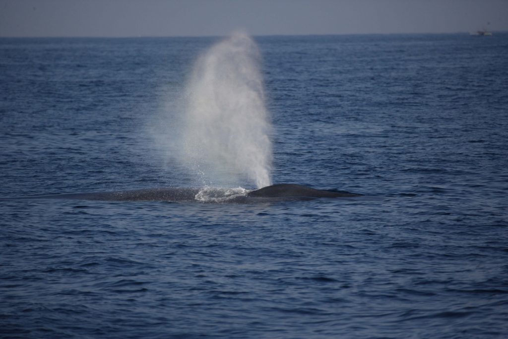 Blue Whale Encounters in Mirissa