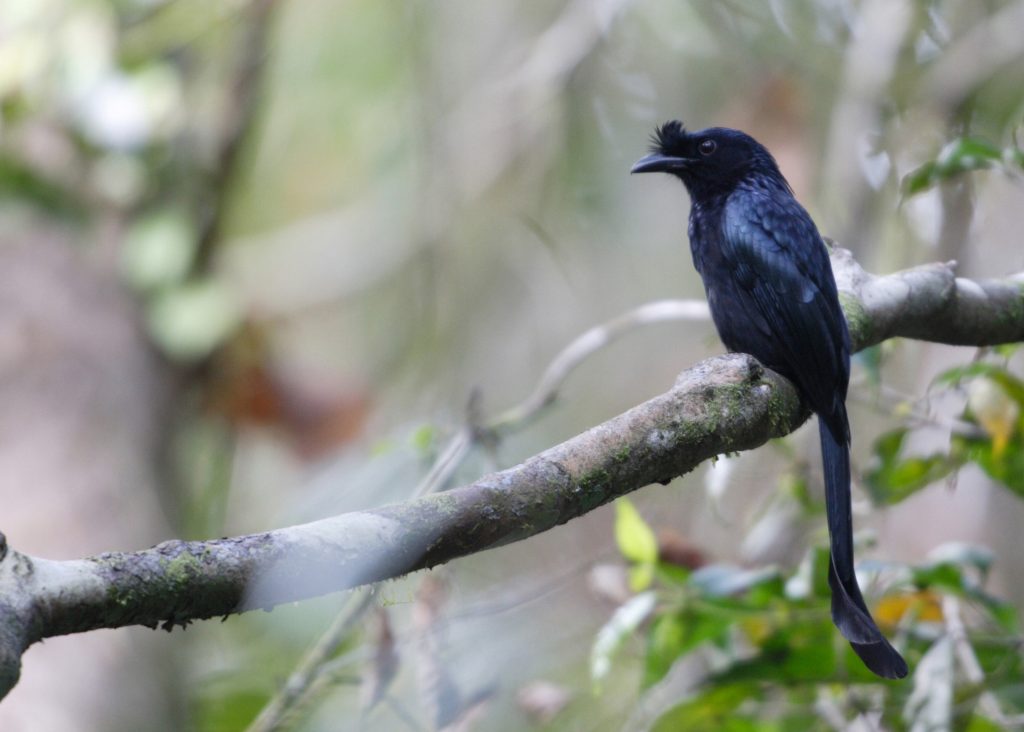 Ceylon Crested Drongo