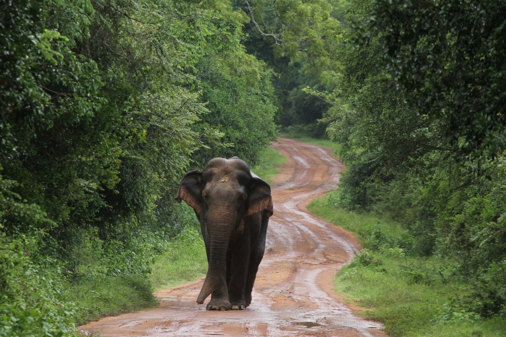 Elephant in Yala, Sri Lanka