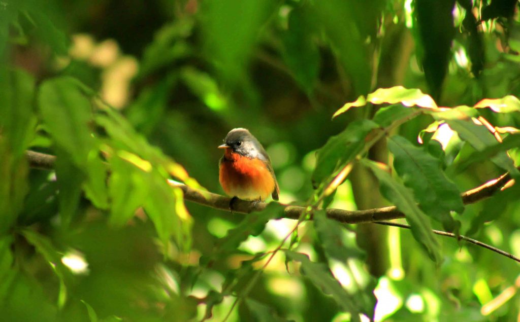 Kashmir Flycatcher in Sri Lanka