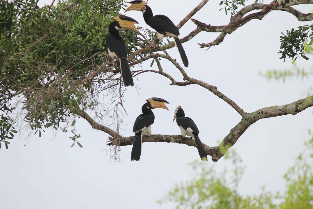 Malabar Pied Hornbill, Sri Lanka