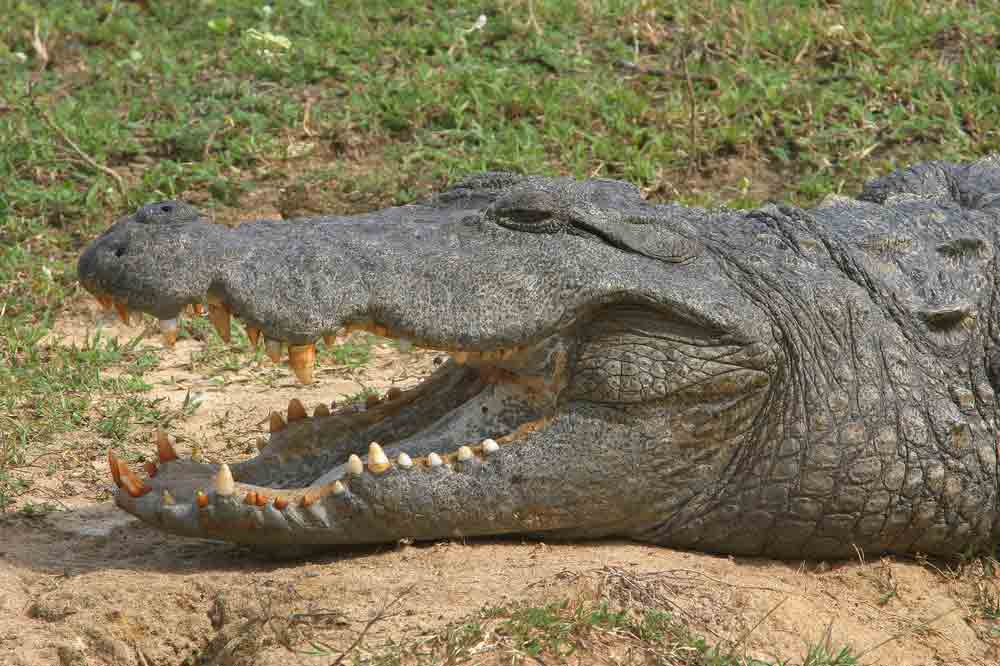 Mugger Crocodile in Yala, Sri Lanka