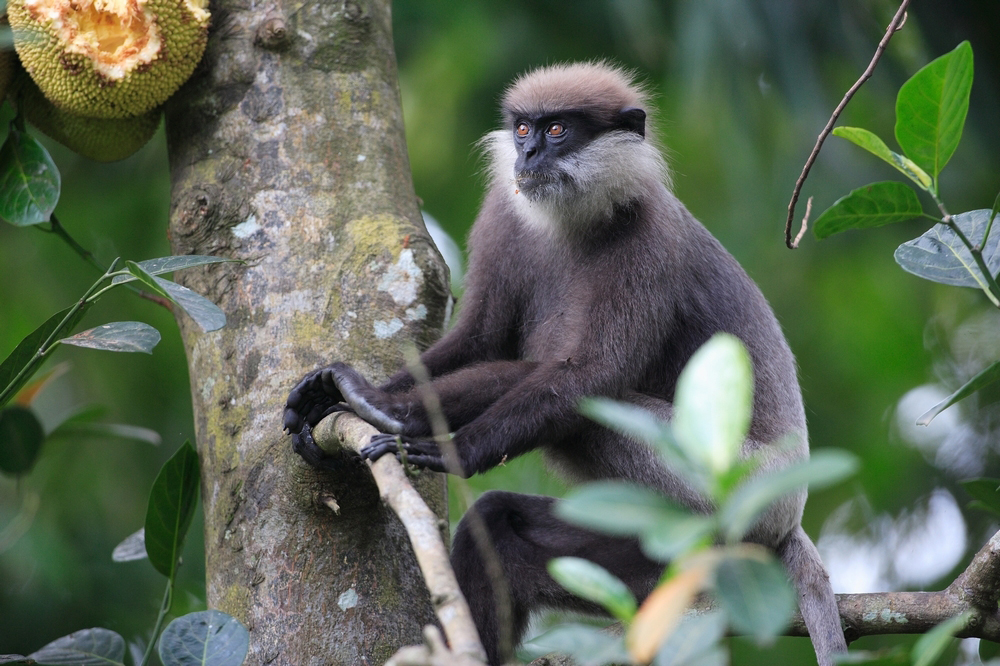 Purple Faced Leaf Monkey in Thalangama