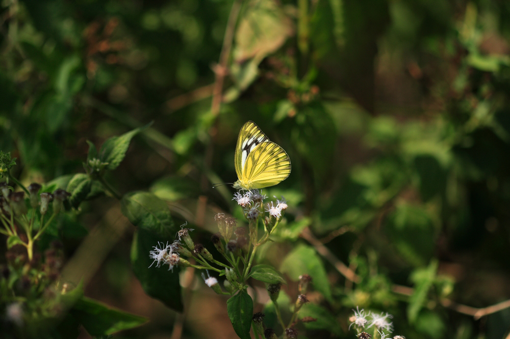 Butterfly Watching in Sigiriya