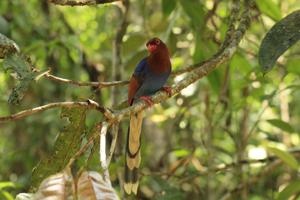 Blue Magpie, Sri Lanka