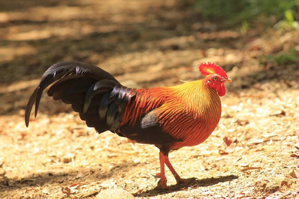 Junglefowl in Sri Lanka
