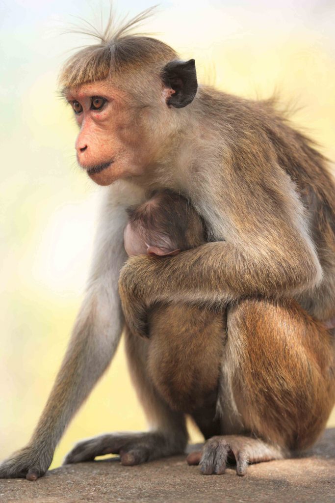 Toque Monkey with a Baby Monkey