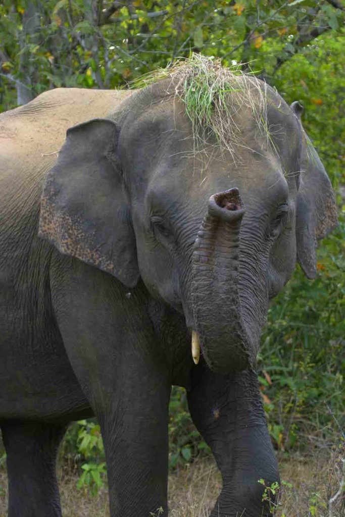 Elephants in Wasgamuwa