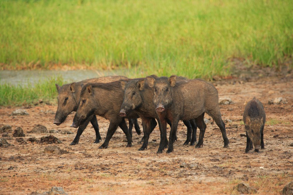 Wild Boars in Yala, Sri Lanka