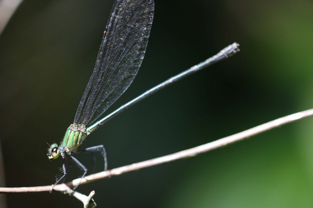 Black Tipped Flashwing in Sinharaja