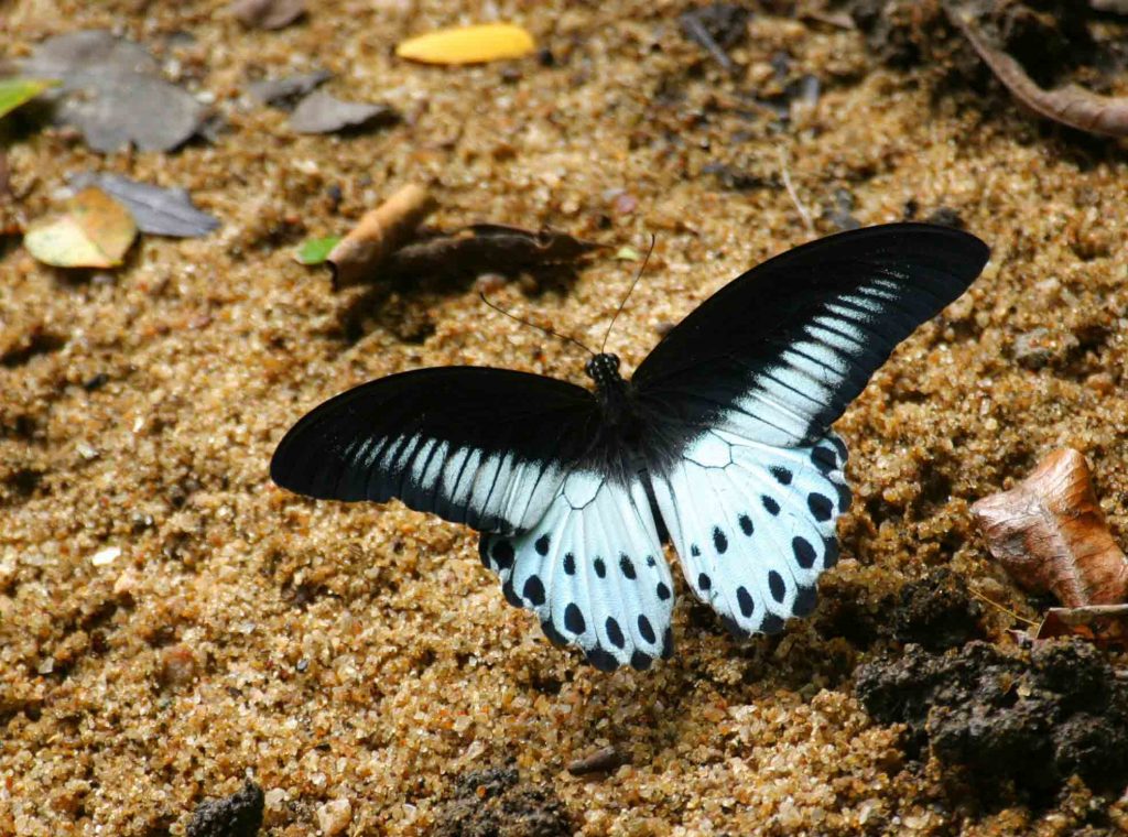 Blue Mormon in Sri Lanka