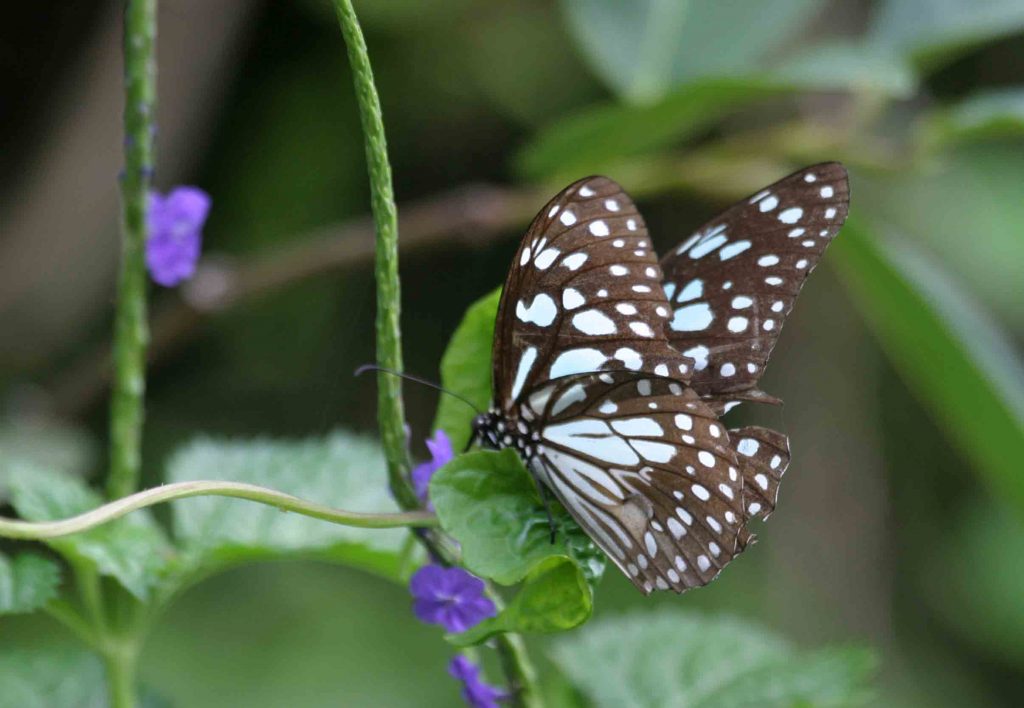 Blue Tiger Butterfly in Sri Lanka