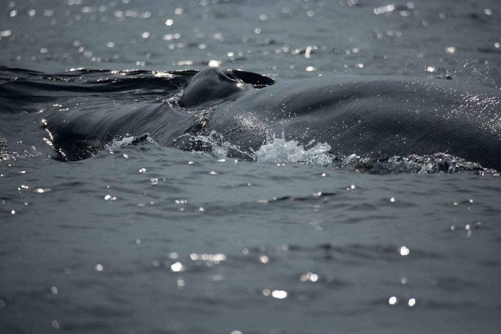 Blue Whale in Mirissa