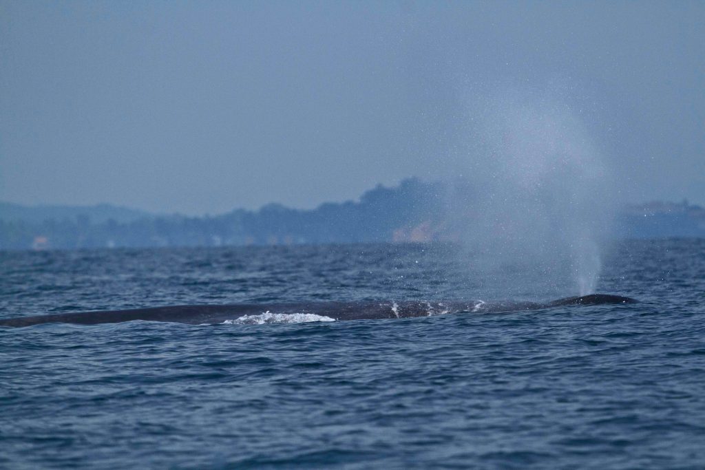 Blue Whale in Trincomalee