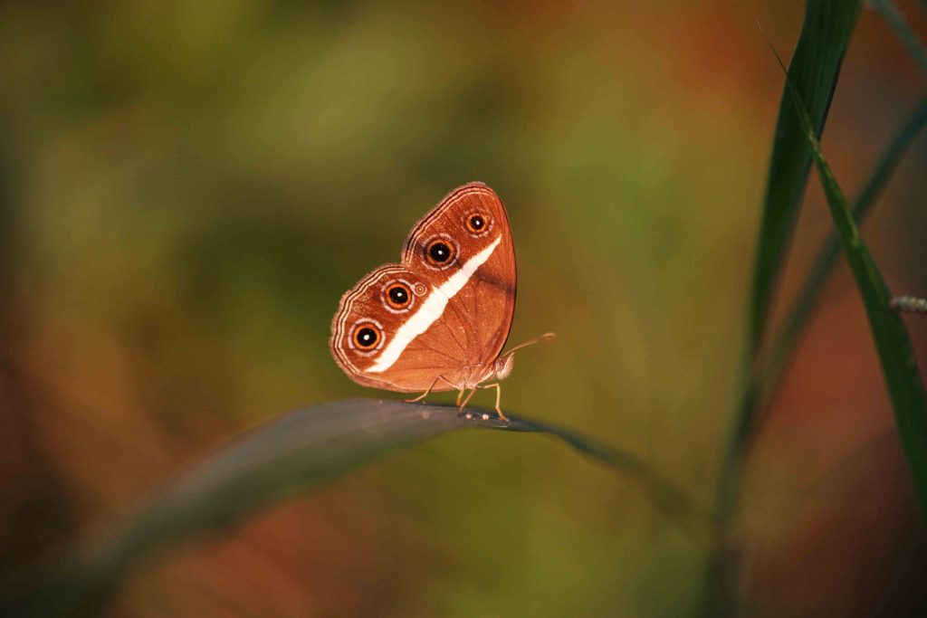 Butterfly Trails in Sri Lanka