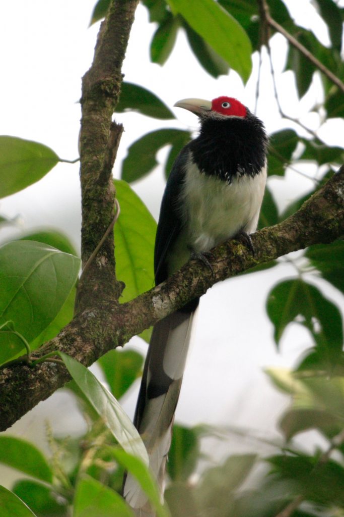 Red Faces Malkoha in Sri Lanka