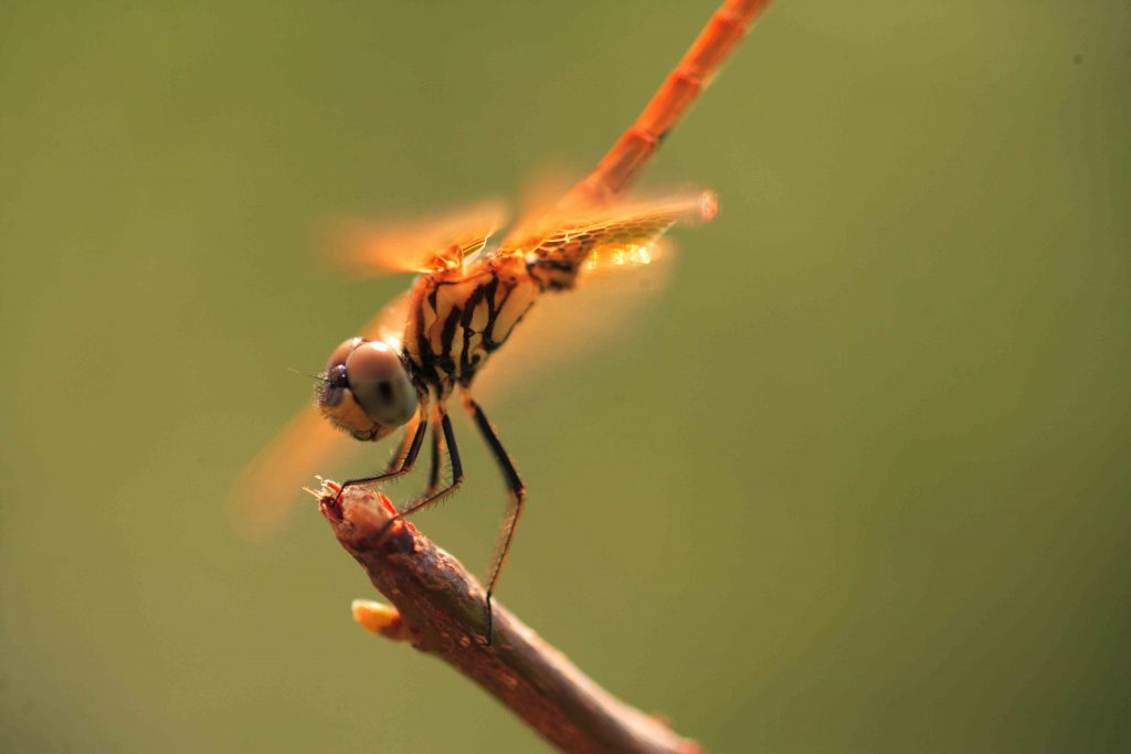 Dragonfly at Hiyare Rainforest