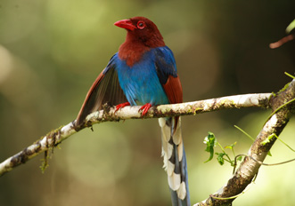 Endemic Birds, Sri Lanka