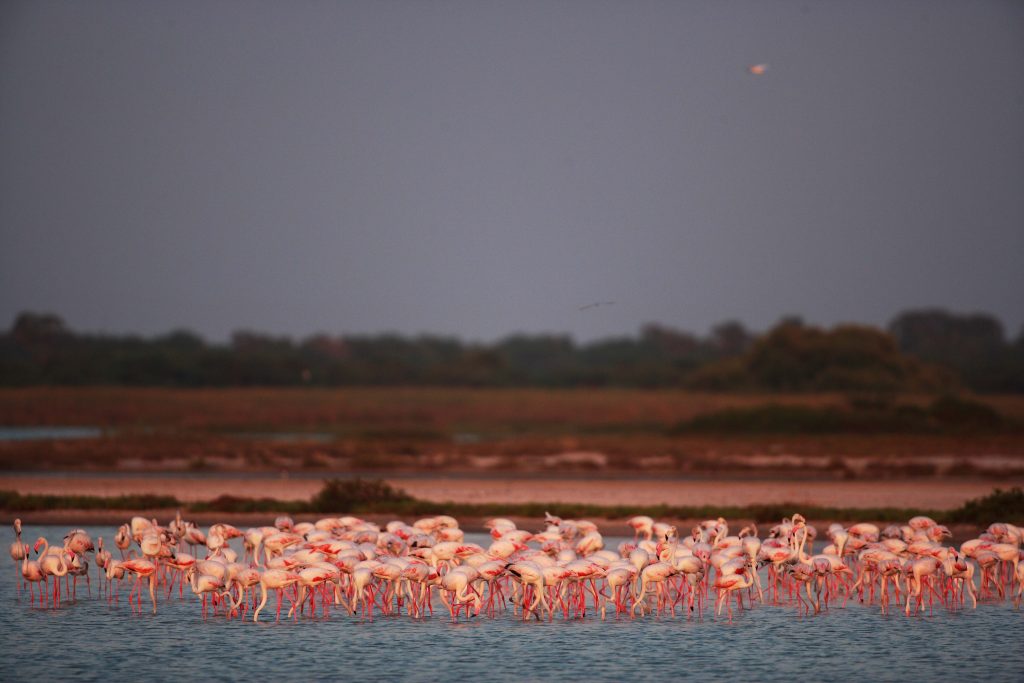 Flock of Flamingos in Sri Lanka