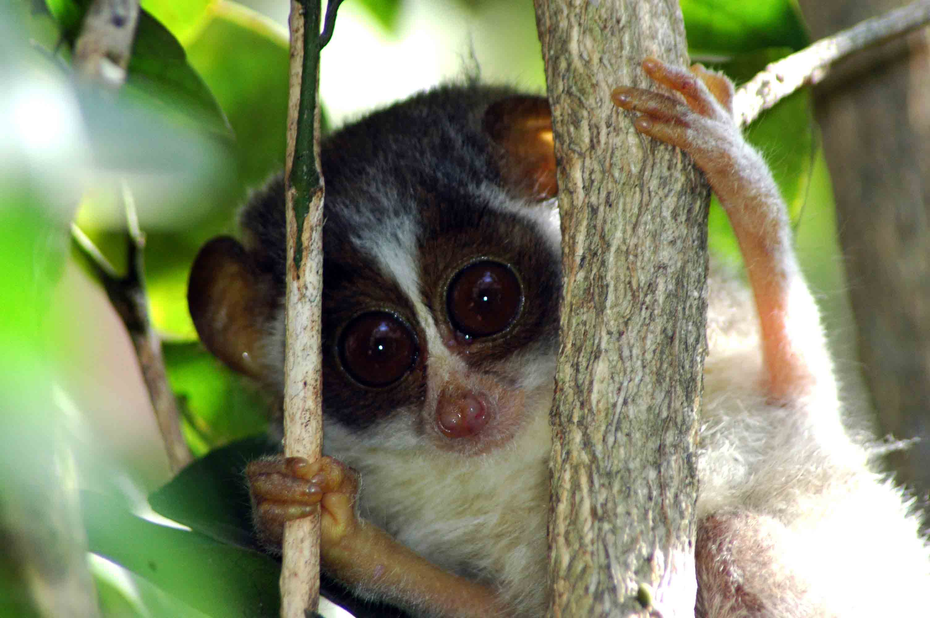 Grey Slender Loris at Sigiriya - Jetwing Eco