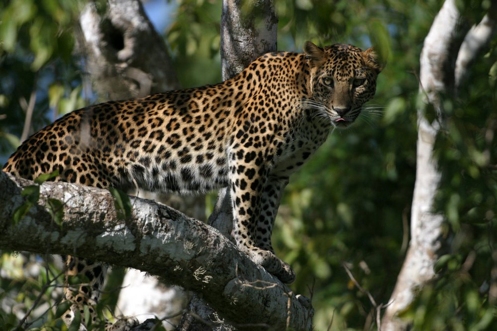 Leopard Encounters in Yala