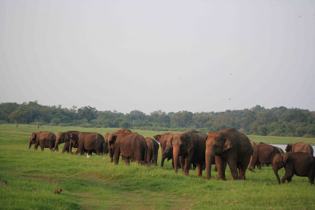 Elephant Gathering in Minneriya, Sri Lanka