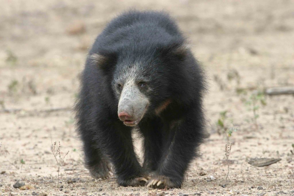 Sloth Bear in Yala, Sri Lanka