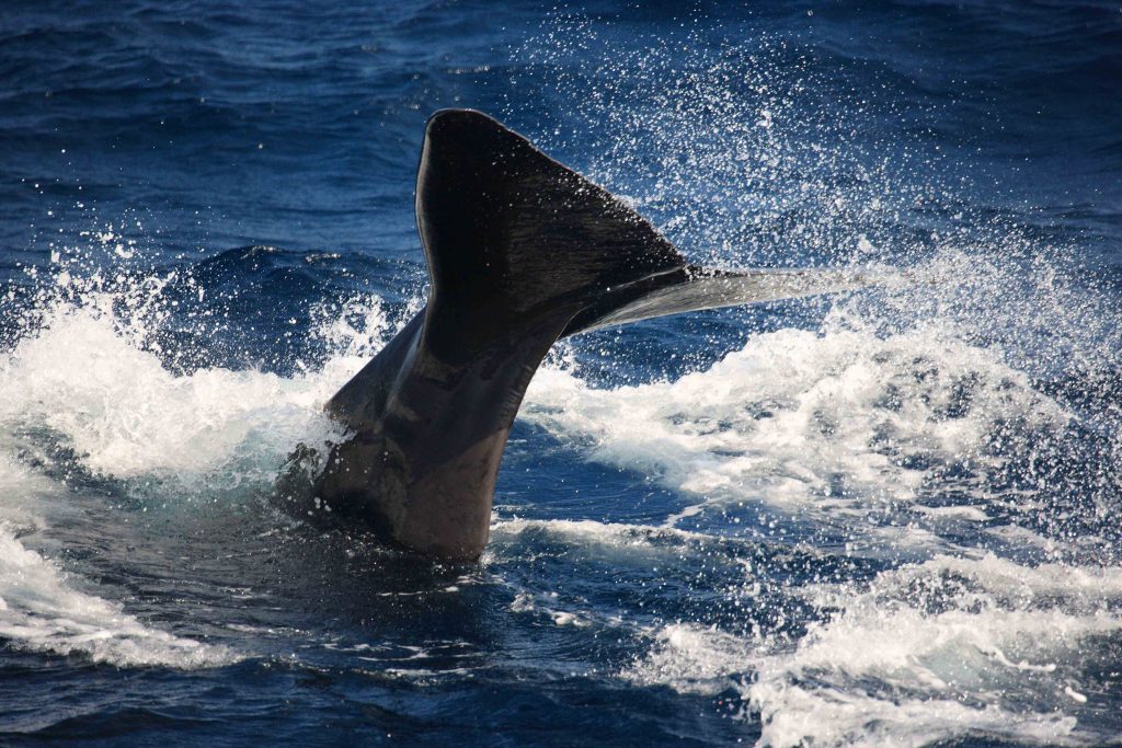 Sperm Whale in Mirissa