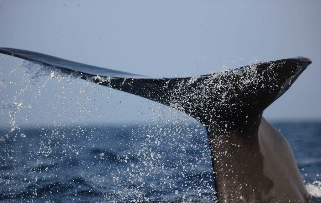 Sperm Whale Encounters in Sri Lanka