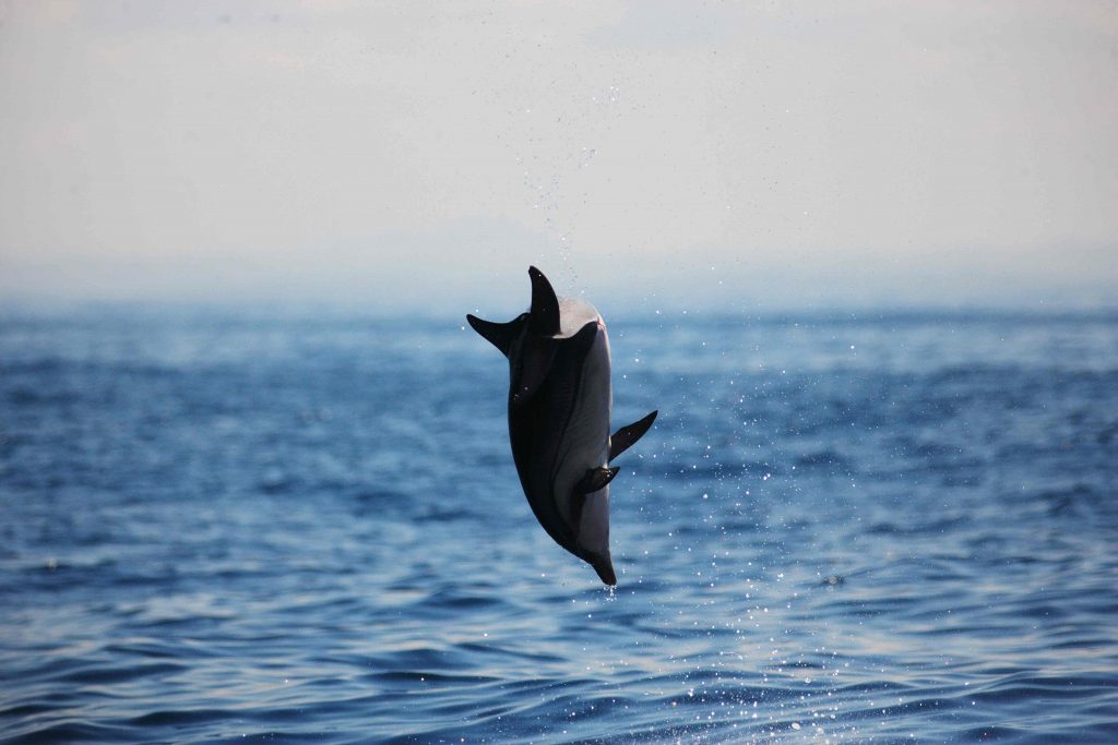 Spinner Dolphin in Mirissa