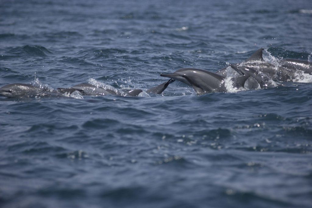 Spinner Dolphin in Kalpitiya