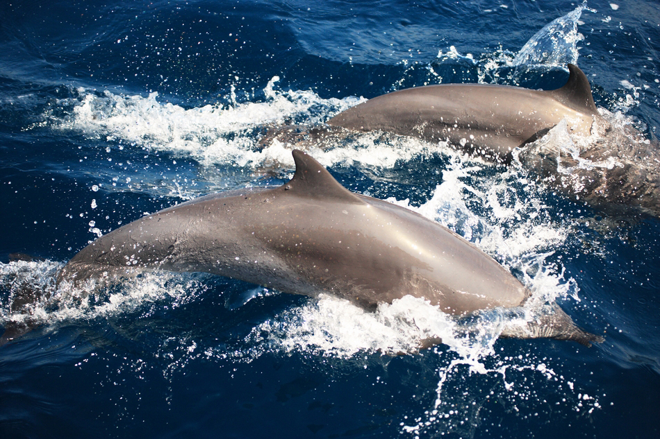 Spinner Dolphins in Sri Lanka